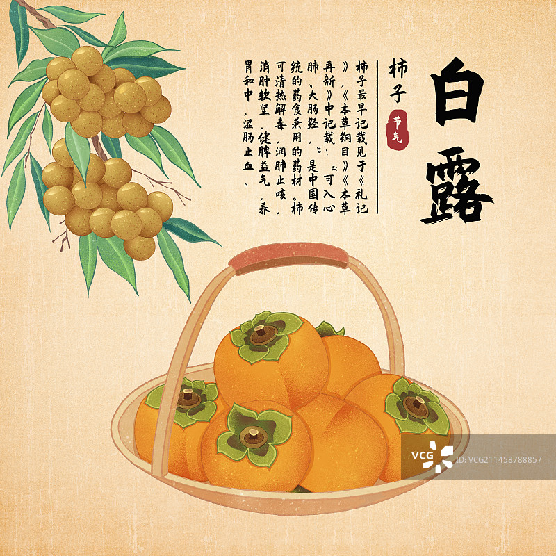 二十四节气白露美食水果柿子桂圆龙眼插画模板海报图片素材