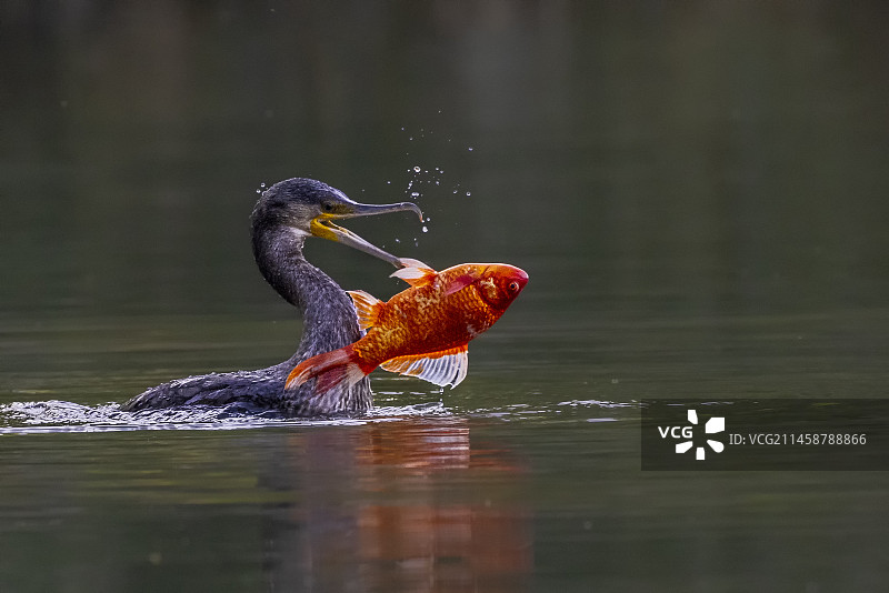 北京西海湿地公园的鸬鹚吃红魚图片素材