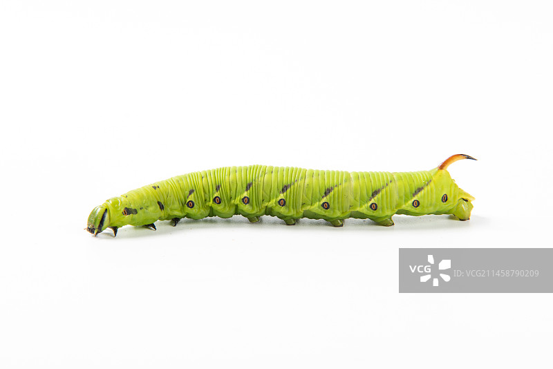 白色背景上的豆虫豆天蛾图片素材