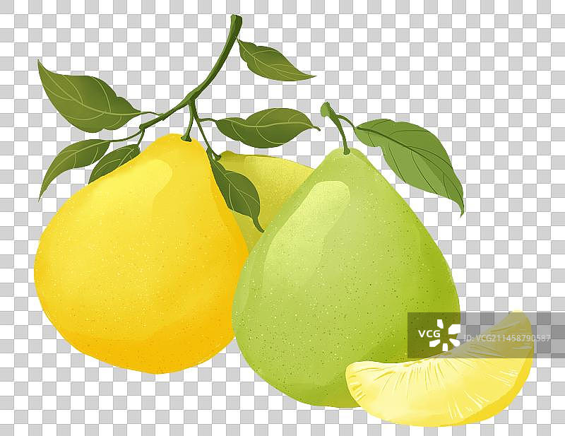 柚子手绘插画图片素材