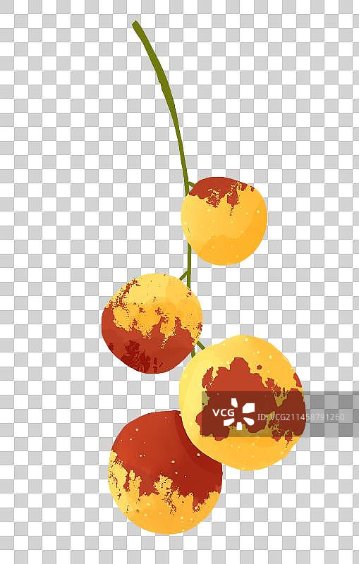 冬枣手绘插画图片素材