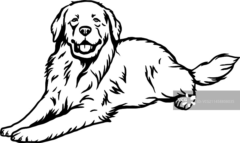 大比利牛斯犬 - 有趣的犬种档案图片素材