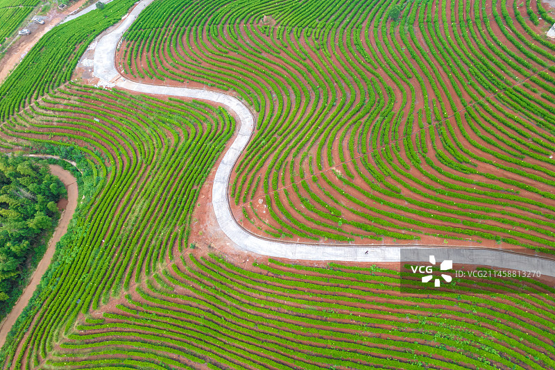 湖南省耒阳市茶园航拍图片素材