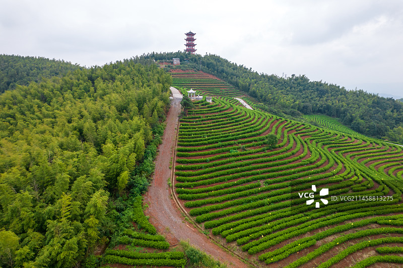 湖南省耒阳市茶园航拍图片素材