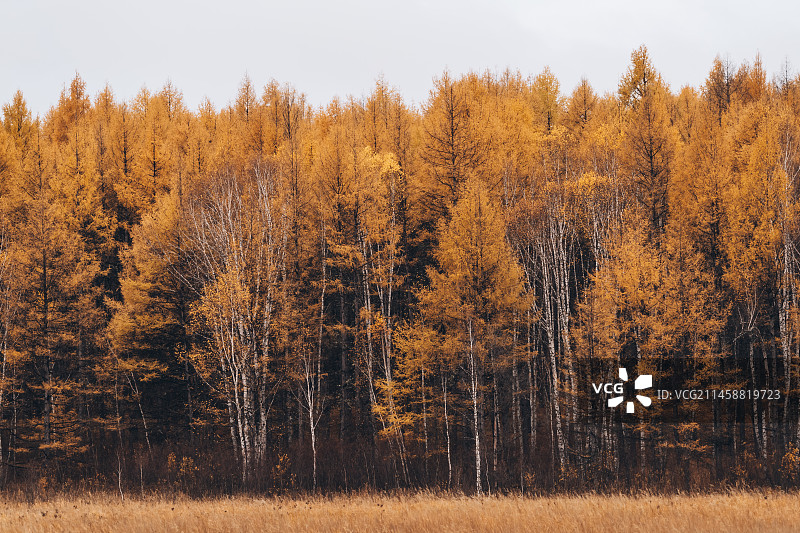 内蒙古呼伦贝尔根白线大兴安岭林区秋天唯美自然风光图片素材