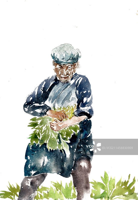 摘菜的老人图片素材