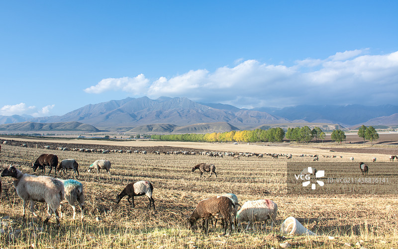 中国青海海北藏族自治州门源县秋天的雪山牧场自然风光图片素材