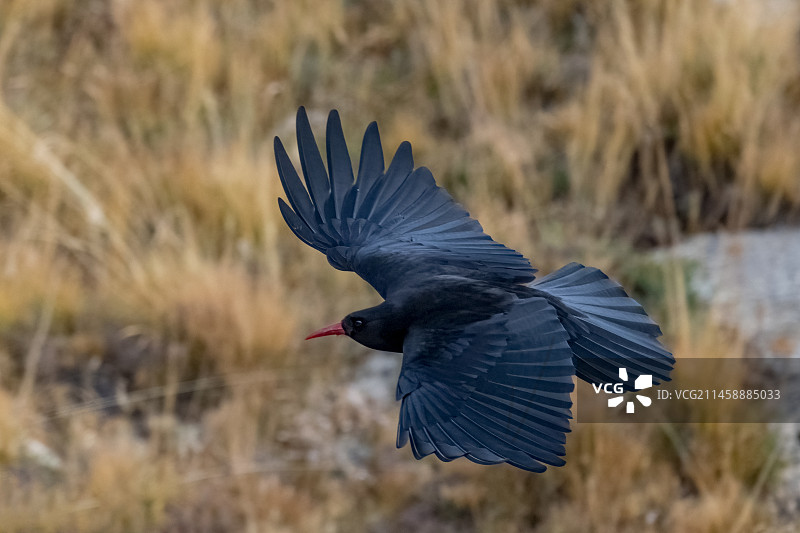 红嘴山鸦图片素材