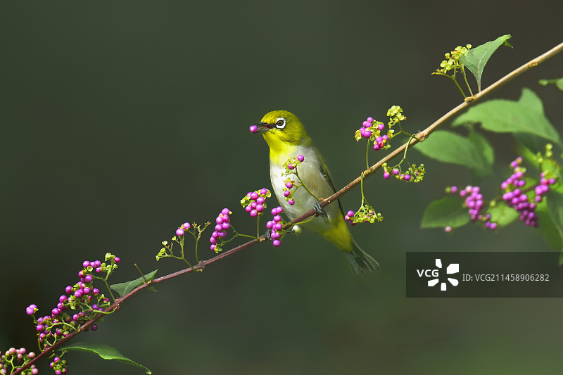绣眼吃紫珠特写图片素材