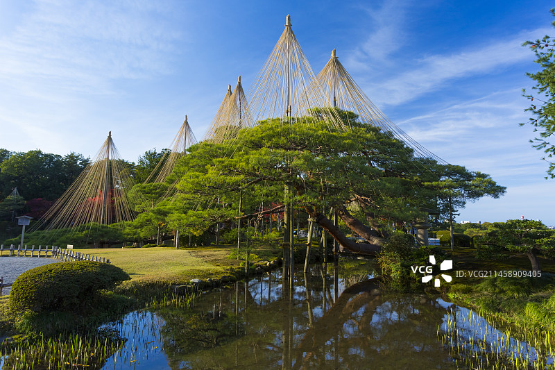 秋季日本兼六园中挂满雪的松树，石川县金泽市图片素材