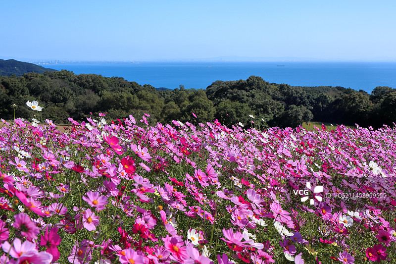 淡路花栈敷：日本兵库县淡路岛的波斯菊图片素材