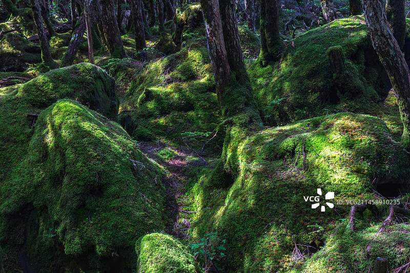 八岳森林地面的苔藓光影，长野县南佐久郡图片素材