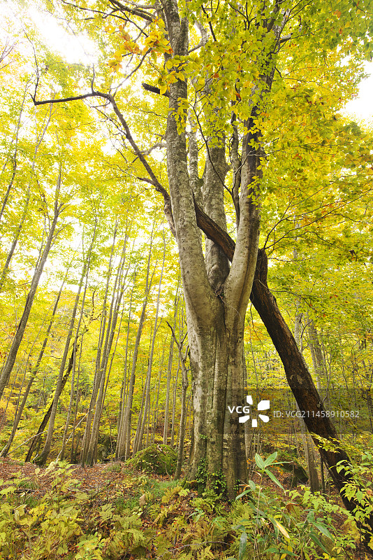日本秋田县山本郡藤里町白神山地榉木林图片素材