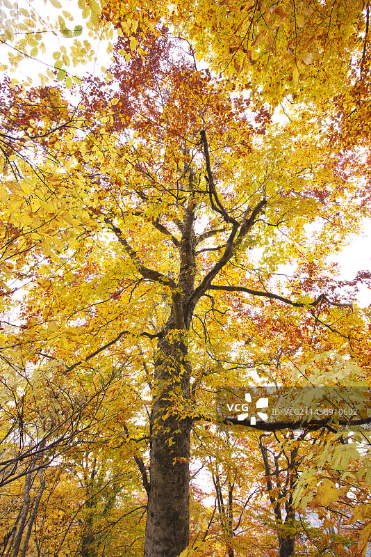 日本青森县白神山地山毛榉森林图片素材