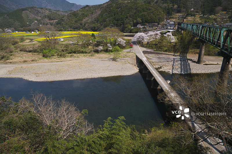 日本四万十川第一三岛桥与樱花图片素材
