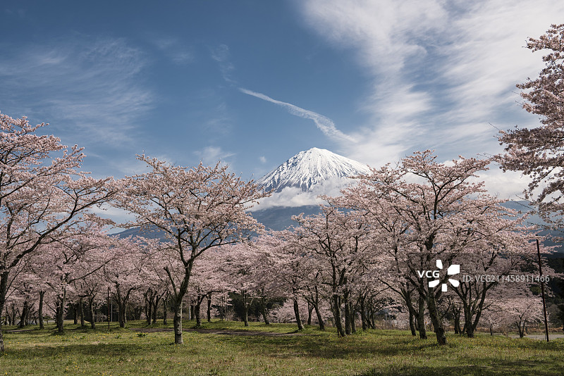 日本静冈县富士宫市樱花与富士山图片素材