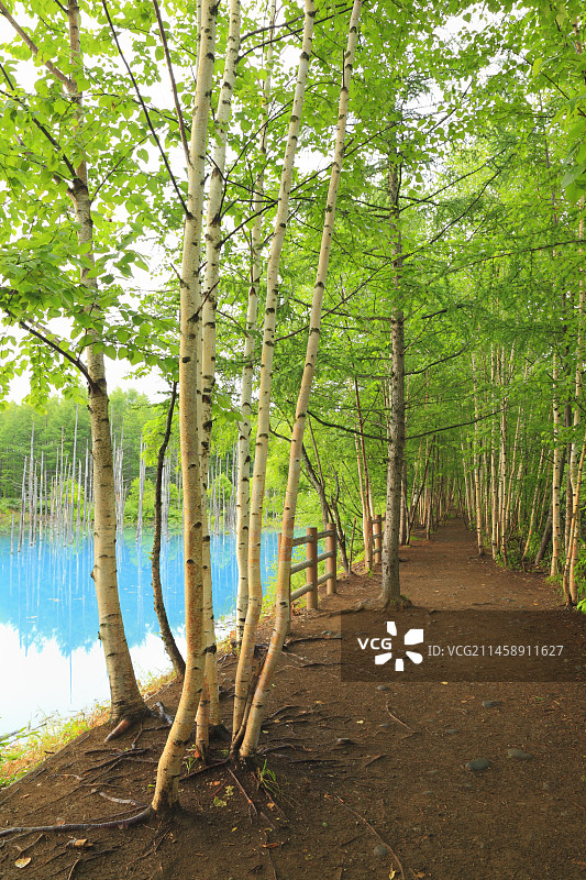 日本北海道美瑛町的蓝塘与绿植图片素材