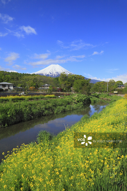 山梨县忍野村信无名川的油菜花和富士山，日本图片素材