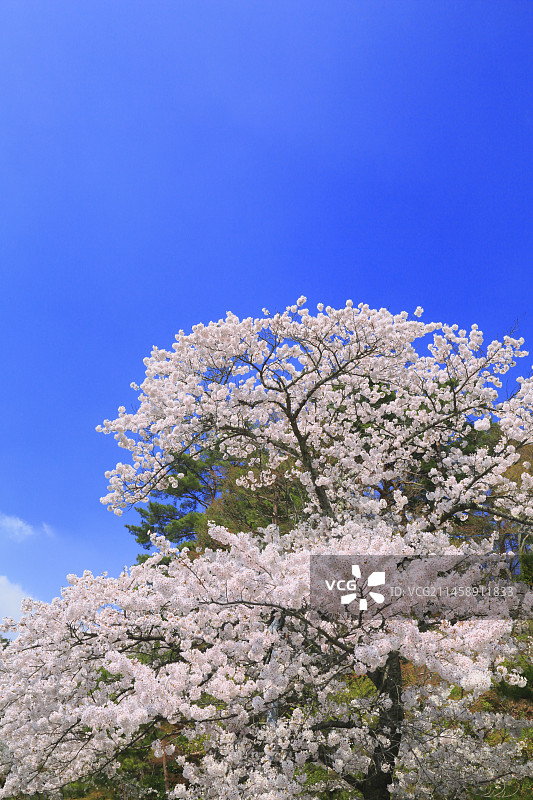 日本福岛县二本松市霞城公园的樱花图片素材