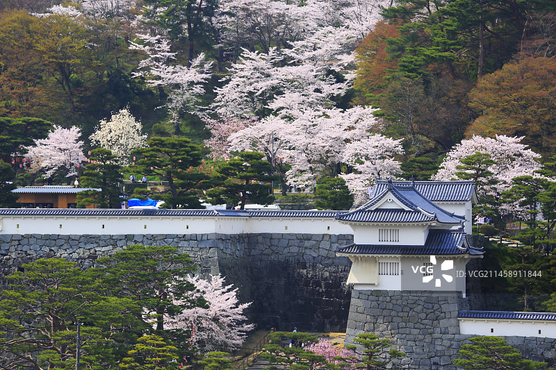 日本福岛县二本松市霞城公园的樱花图片素材