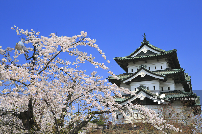 日本青森县弘前市的弘前城天守和樱花图片素材