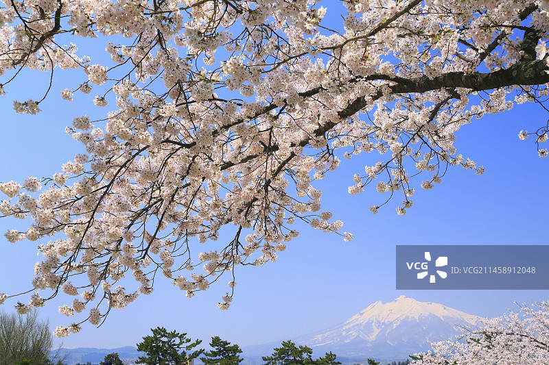 日本青森县弘前公园的岩木山和樱花图片素材