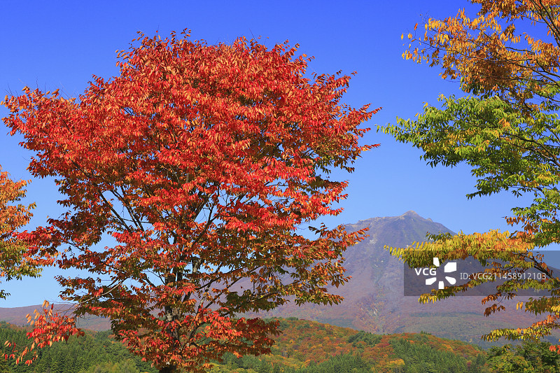 日本青森县岩木山和樱叶图片素材