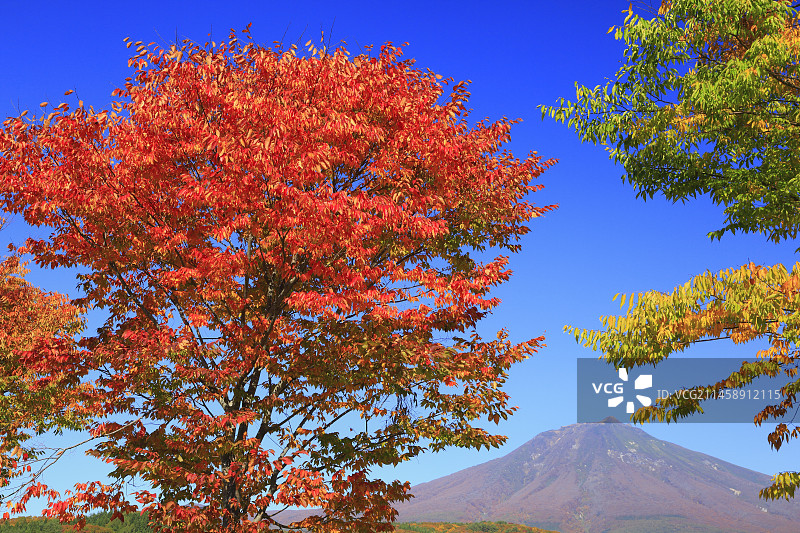 日本青森县岩木山和樱叶图片素材