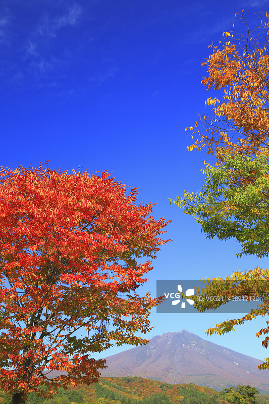 日本青森县岩木山和樱叶图片素材