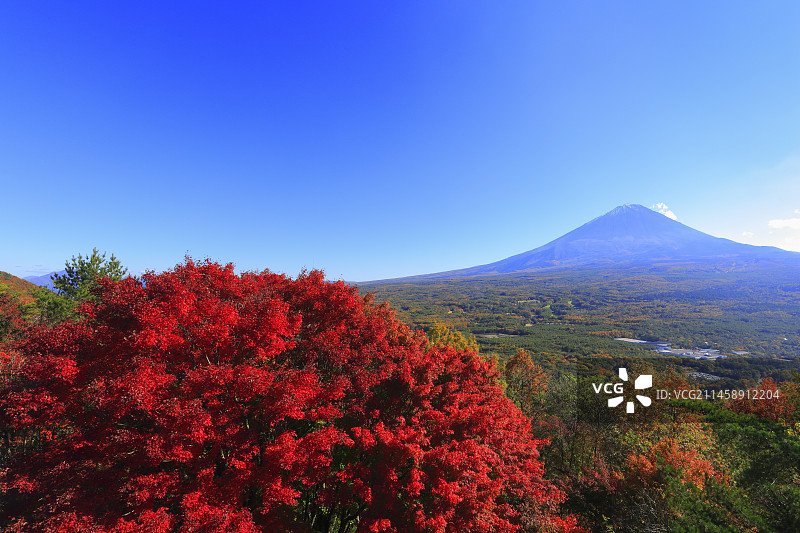 日本山梨县南都留郡富士山红叶观赏图片素材
