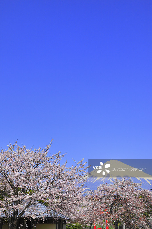 从日本静冈县富士宫市本宫浅间大社神社看到的富士山和樱花图片素材