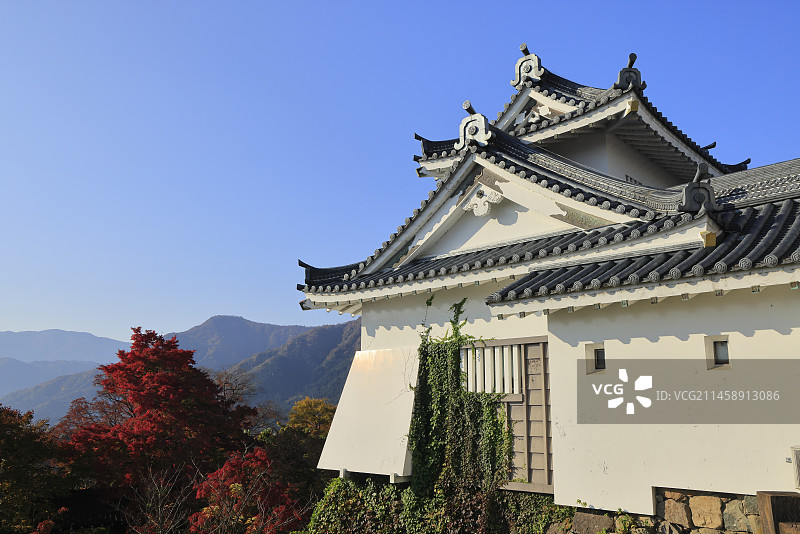 日本福井县大野市越前大野城和秋叶图片素材