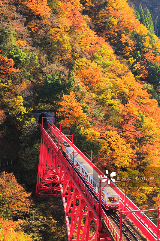 日本富山县黑部峡谷铁道秋日红叶与电车图片素材