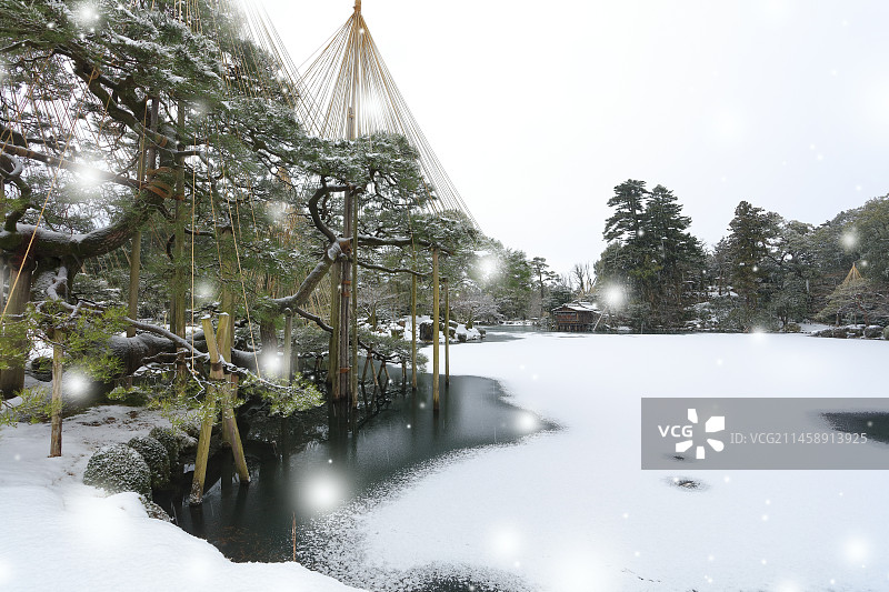 日本金泽兼六园霞之池畔唐崎松（小雪）图片素材
