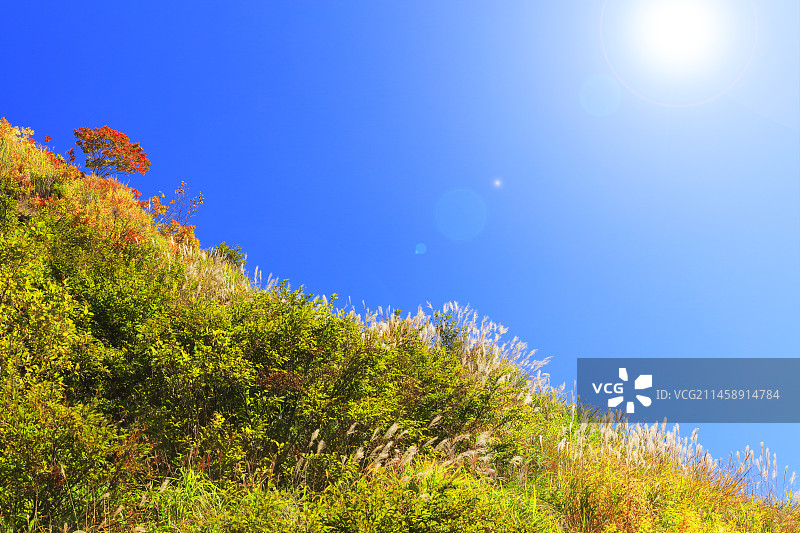 日本石川县白山，芒草秋叶与阳光图片素材