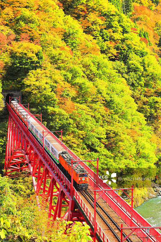 日本富山县黑部峡谷秋叶美景：黑部川清流与小火车图片素材