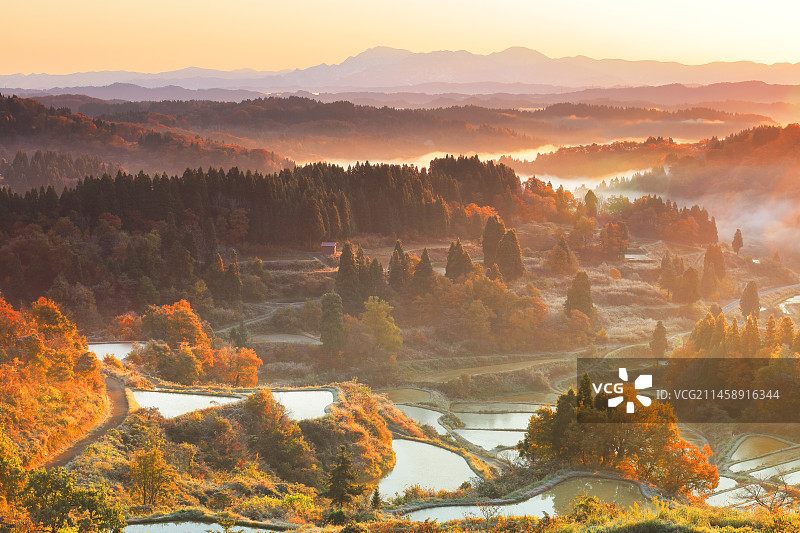 日本新泻县十日町星峠梯田与秋叶的晨曦图片素材