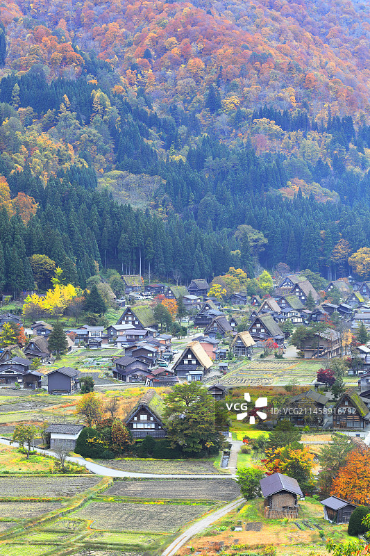 日本岐阜县大野郡白川乡秋景：合掌造村落与城山展望台的秋叶图片素材