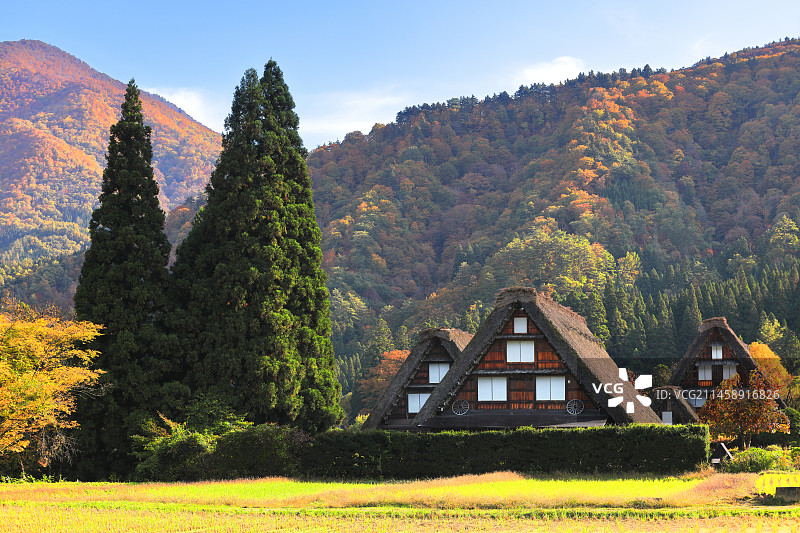 秋日白川乡：秋叶山脉与合掌造村落，日本岐阜县图片素材