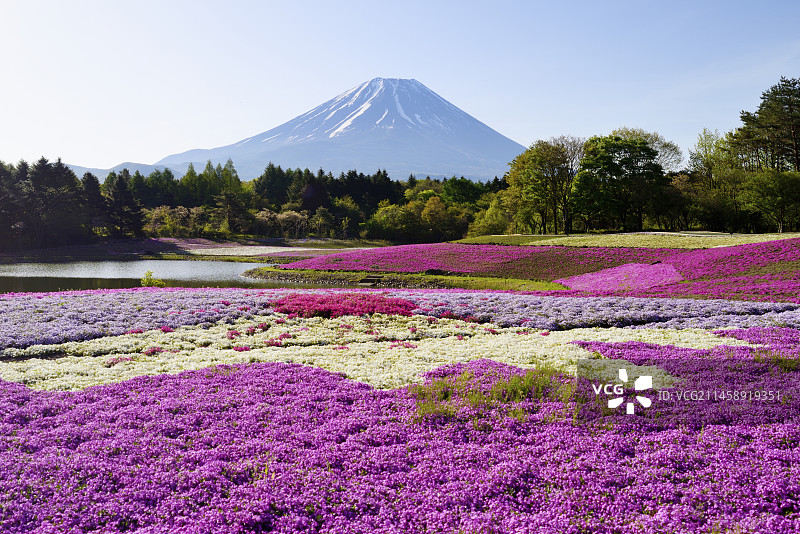 富士本栖湖度假区富士芝樱祭的富士山—日本山梨县南都留郡富士河口湖图片素材