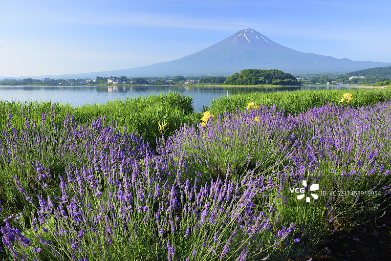 中国山梨县河口湖大石公园薰衣草田与富士山图片素材