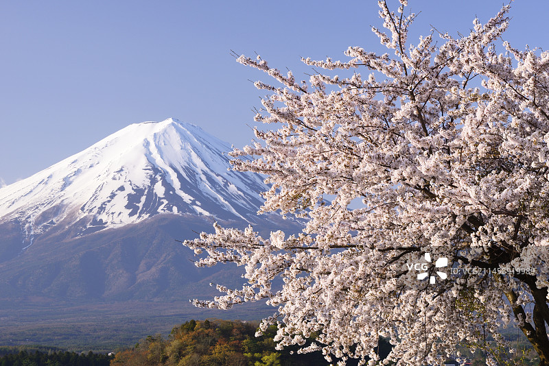 富士山与河口湖樱花景观图片素材