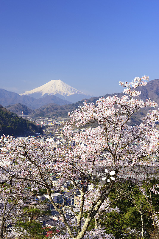 日本山梨县岩殿山丸山公园的樱花和富士山图片素材
