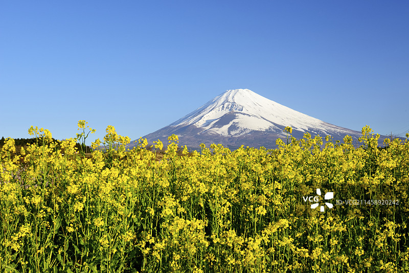 日本静冈县Panorama Youka-no-Sato的富士山与油菜花图片素材