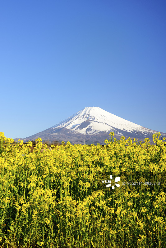 日本静冈县Panorama Youka-no-Sato的富士山与油菜花图片素材