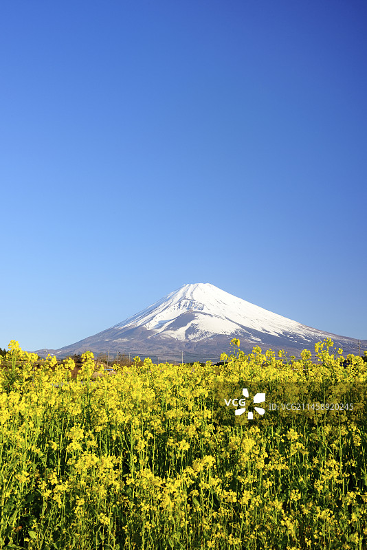 日本静冈县Panorama Youka-no-Sato的富士山与油菜花图片素材