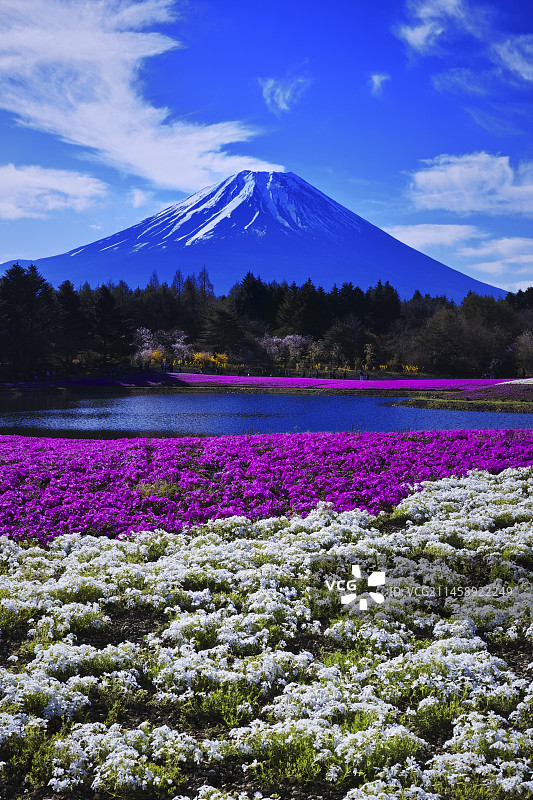 日本山梨县富士芝樱与富士山图片素材