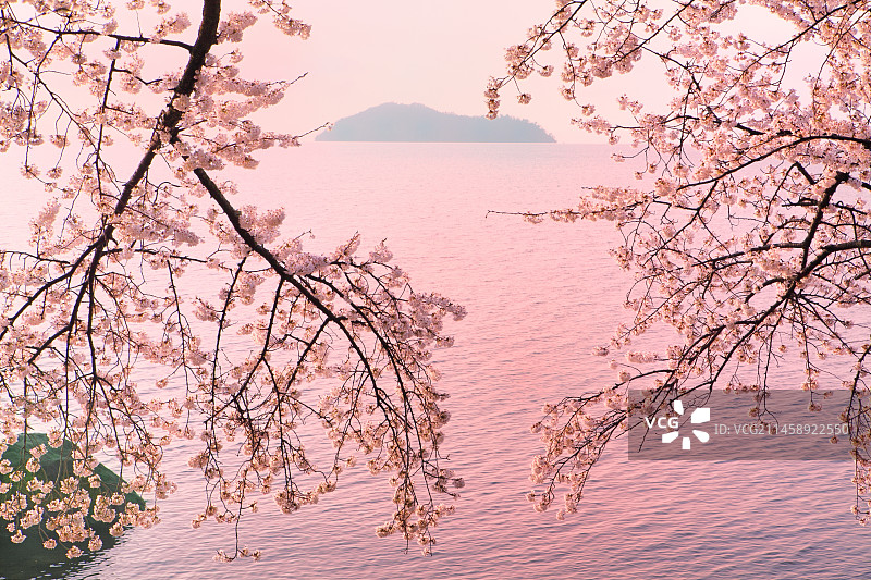 日本滋贺县海津大崎的樱花图片素材