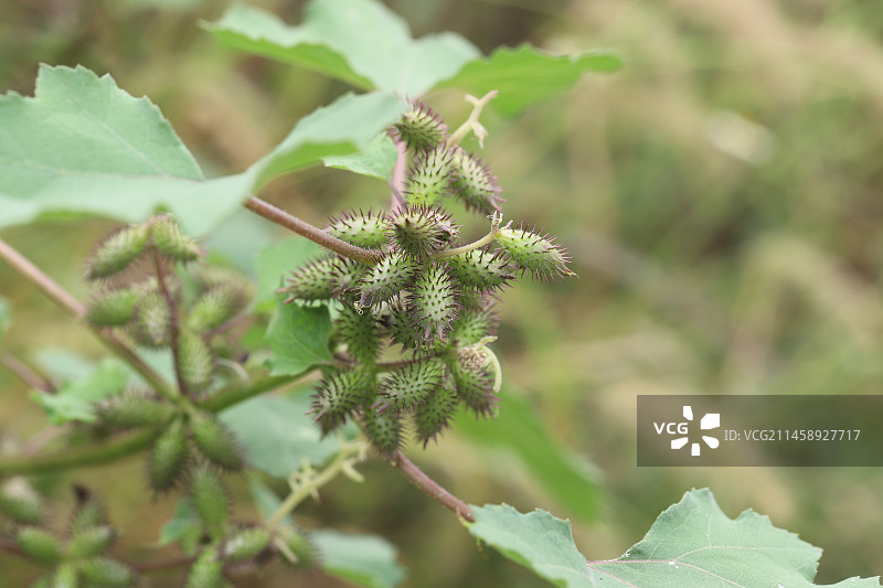 苍耳图片素材