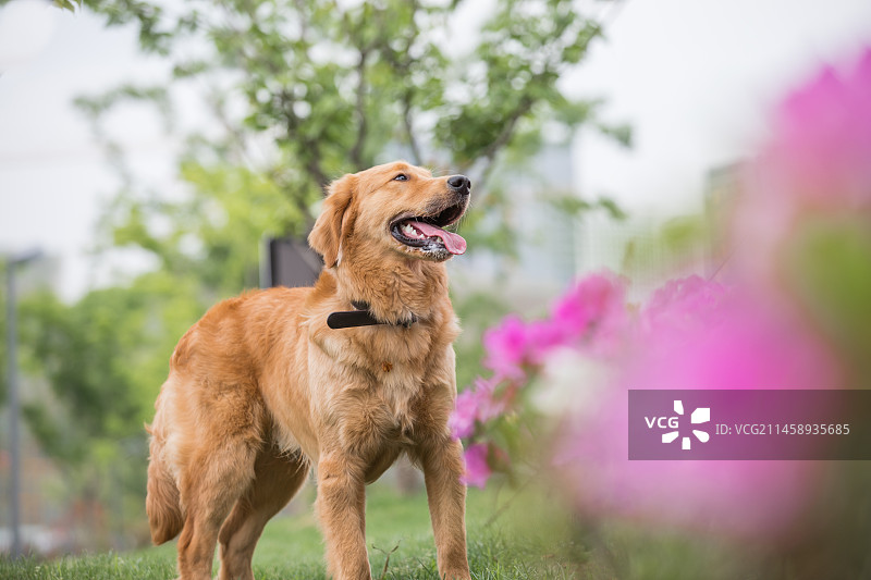 阳光帅气的金毛犬宠物写真图片素材